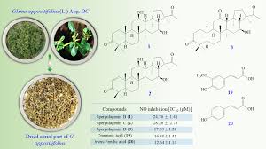 Image result for Glinus