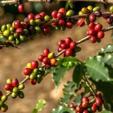 See 195 unbiased reviews of tropical ice cream and coffee, rated 4.5 of 5 on tripadvisor and ranked #10 of 31 restaurants in indian rocks beach. The Life Of A Coffee Bean Where Does Our Coffee Come From