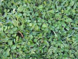 Maybe you would like to learn more about one of these? Common Weeds In South Florida Lawns One Two Tree
