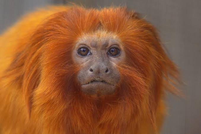 FICHA ANIMAL: mico-leão-dourado - GreenBond