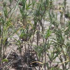 Image result for Blepharis stuhlmannii