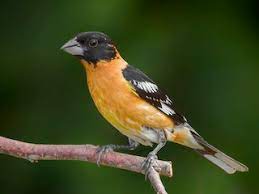 Check spelling or type a new query. Black Headed Grosbeak Pheucticus Melanocephalus Birds Of The World