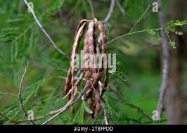 Image result for Acacia davyi