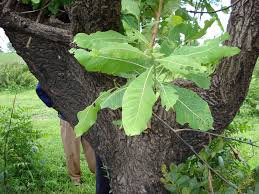 Image result for Terminalia macroptera