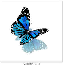 Freeart Fa10007718 Black Butterfly Tattoo Colorful Butterfly Tattoo Blue Butterfly Tattoo