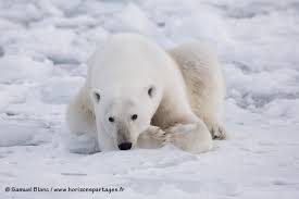 À l'occasion de la journée. Articles Sur Le Spitzberg Dans L Archipel Du Svalbard