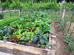 Companion Planting Helps Garden Vegetables Grow Simplemost