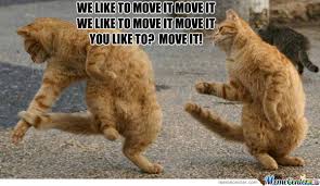 21 Really Funny Dance Memes You Ll Surely Have A Good Time Seeing Sayingimages Com Dancing Cat Funny Cat Compilation Dancing Animals
