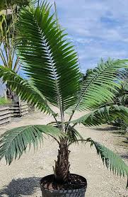 Image result for Dicoma galpinii