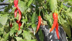 Kenapa daun pokok lada berkedut. 7 Penyakit Pokok Cili Yang Sentiasa Dihadapi Pengusaha Tempatan Blog Cilibangi