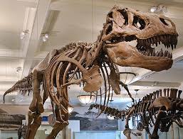 American Museum Of Natural History New York City Museums New York Attractions New York Museums