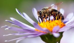 Image result for bees