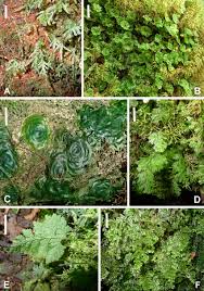 Image result for Hymenophyllaceae