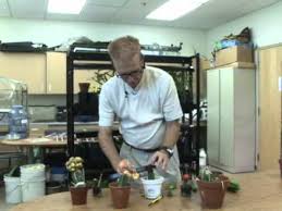 Here's how to make that happen How To Graft Cactus Youtube