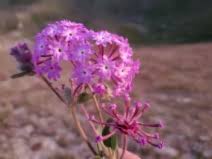 Image result for Panicum graciliflorum