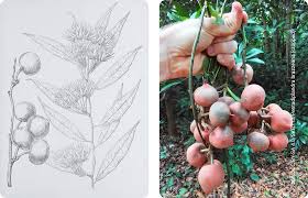 Image result for Pentadiplandra brazzeana