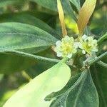 Image result for Clutia pulchella