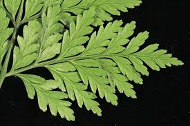 Image result for Davalliaceae