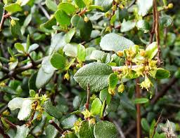 Image result for Rhamnus staddo
