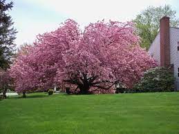 Maybe you would like to learn more about one of these? Kwanzan Cherry On Fast Growing Trees Nursery Fast Growing Trees Flowering Cherry Tree Kwanzan Cherry