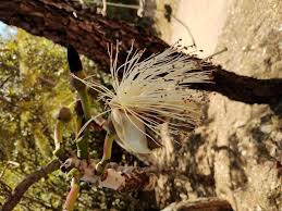 Image result for Pseudobombax