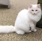 Ragdoll Kittens Cat and Kittens Available for Sale in ...