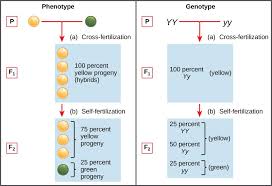 The presence of one trait did not affect the presence of another. Laws Of Inheritance Concepts Of Biology