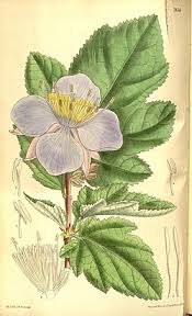 Image result for Clappertonia polyandra