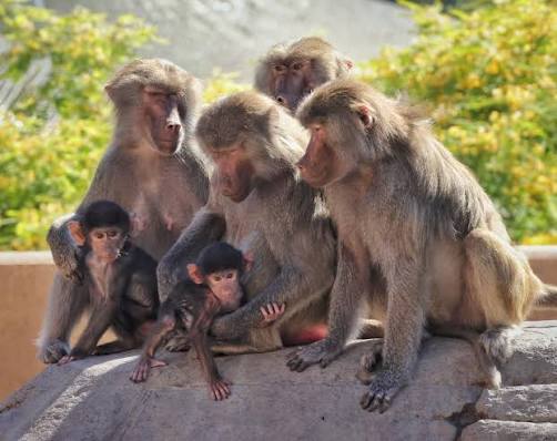 Defari the hamadryas baboon at San Diego Zoo