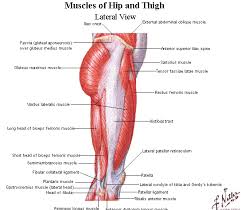 They can be broadly divided into two groups: Weak Glutes Could Destroy The Athlete Hip Muscles Anatomy Muscle Anatomy Hip Muscles