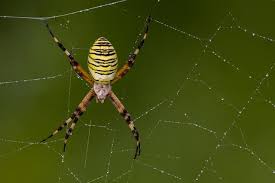 Cómo identificar una araña violinista o de rincón. Arana Tigre Caracteristicas Comportamiento Veneno Cumbre Pueblos