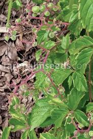 Image result for Cyphostemma adenocaule