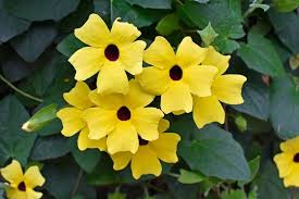 Image result for Thunbergia
