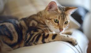 Not only did he gain worldwide popularity through his comic strip, but he was also. Bengal Cat Breed Information
