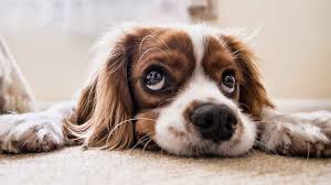 The other, the chicago white sox, is a member of the american league (al) central. Como Educar A Un Cachorro De Perro