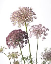 Image result for Daucus carota