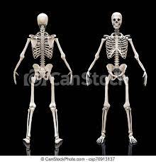 This is a 3d model of a human bone anatomy. Realistic Medical Anatomy Image Reference Showing The Human Skeleton Anatomy Human Body Bones Structure Isolated 3d Canstock