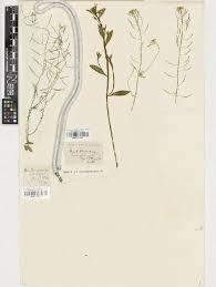 Image result for Crambe kilimandscharica