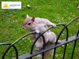 Im Beruhmten Hyde Park Gibt Es Viele Zutrauliche Tiere Www Schulfahrt De London Hydepark Eichhoernchen Tiere Hyde Park Eichhornchen