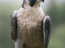 Der wanderfalke gilt als schnellster vogel der welt und weckt auch deshalb das interesse der wissenschaft. Turbo Flieger Erobert Die Stadt Frankfurt