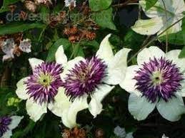 Clematis have three distinct blooming periods that correspond to their pruning groups, known as groups 1, 2, and 3 (a.k.a. Clematis A Colorful Introduction To Cultivars Of Clematis Dave S Garden
