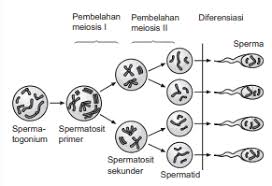 Maybe you would like to learn more about one of these? Rangkuman Materi Contoh Soal Pembelahan Sel Pembahasan