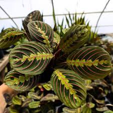 Image result for maranta