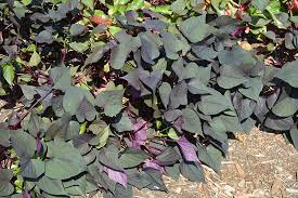 This plant does best in full sun to partial shade. Black Heart Sweet Potato Vine Ipomoea Batatas Black Heart In Columbus Dublin Delaware Grove City Gahanna Bexley Ohio Oh At Oakland Nurseries Inc