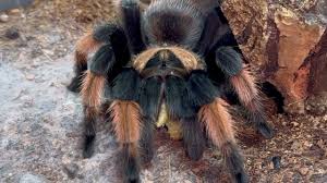 Image result for Emilia brachycephala