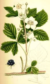 Image result for Rubus