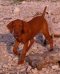 Viszlas' brilliant coat is a mix of gold and rust, a perfect blend for a breed that excels in athletics and on the farm. Texas Vizslas Dog Home Facebook
