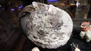 Bagian epithelium mantel ini bertugas mengeluarkan/mendeposisikan nacre pada bagian dalam cangkang kerang disamping membentuk keseluruhan cangkang. Kerang Mutiara Penghasil Perhiasan Dari Dasar Laut Greeners Co
