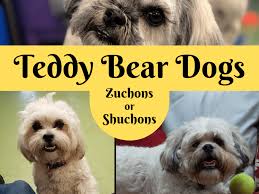 What is a goldendoodle teddy bear? Breed Info Teddy Bear Dogs And Puppies Pethelpful