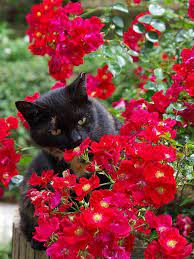 Cats Sometimes Town Walk Fantasies For Cats By Nekojimakeibu On Flickr Cats Beautiful Cats Cat Flowers